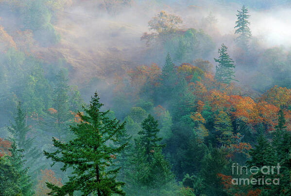 Dave Welling Poster featuring the photograph Fall Color In Fog California by Dave Welling