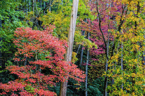 Fall Colors Poster featuring the photograph Fall Colors by Karen Cox