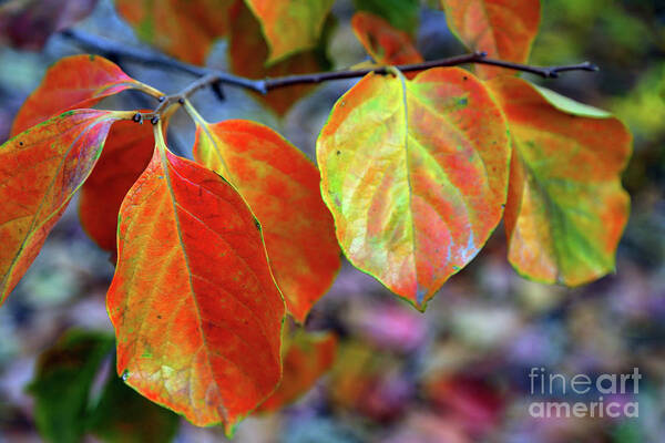 Leaves Poster featuring the photograph Fall Leaves by Vivian Krug Cotton