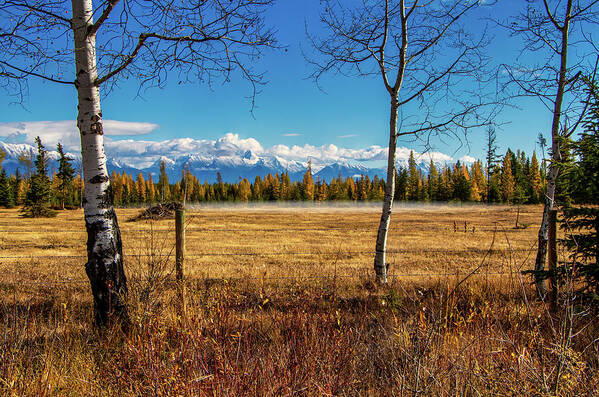 Aspen Poster featuring the photograph Fall by Thomas Nay