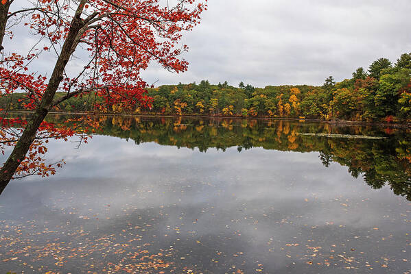 Lincoln Poster featuring the photograph Farrar Pond in Lincoln Massachusetts Fall Foliage Autumn Reflection by Toby McGuire