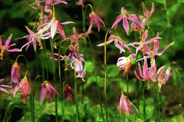 Fawn Lilies Poster featuring the photograph Fawn Lilies Watercolor by Peggy Collins