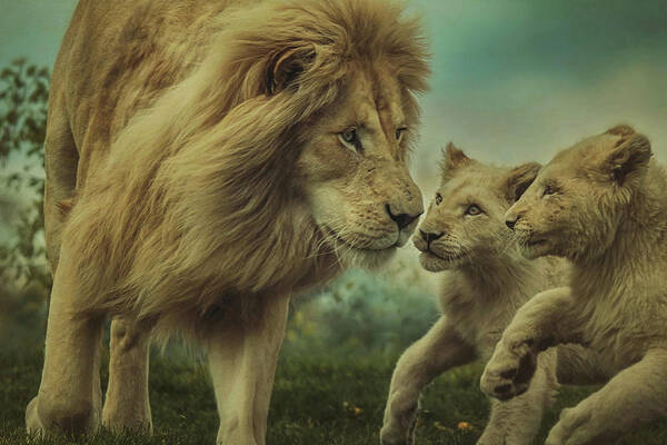 Lion Poster featuring the photograph Fearless Father by Carrie Ann Grippo-Pike