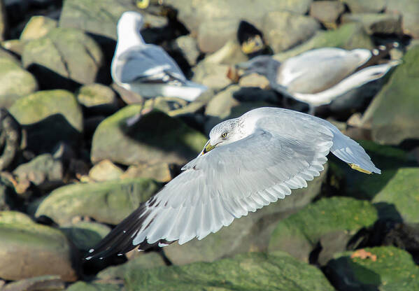 Seagull Poster featuring the photograph Feathered Fan by Cate Franklyn