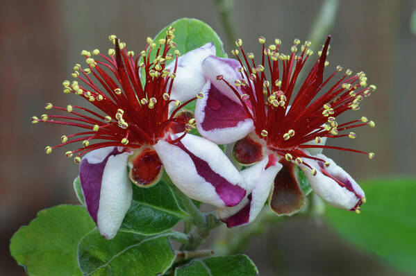 Feijoa Poster featuring the photograph Feijoa Twins by Terence Davis