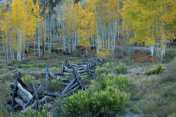 Fall Poster featuring the photograph Fence Along Autumn Road by Denise Bush