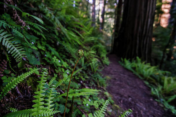 Fern Poster featuring the photograph Fern Path by Margaret Pitcher