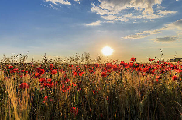 Nature Poster featuring the photograph Field of poppies by Fabiano Di Paolo