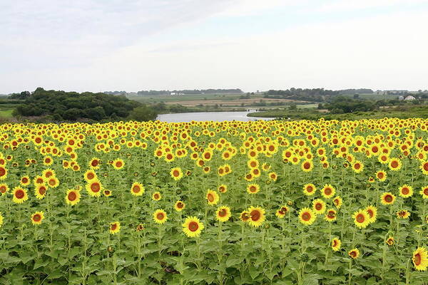 Sunflower Poster featuring the photograph Field Of Sunshine by Lens Art Photography By Larry Trager