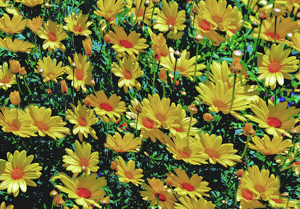 Daisies Poster featuring the photograph Field of Yellow by Debra Kewley