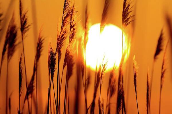 Sunset Poster featuring the photograph Fiery Grasses by Liza Eckardt
