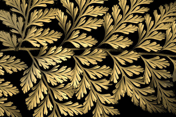 Fern Poster featuring the photograph Filigree Fern Gold by Jessica Jenney