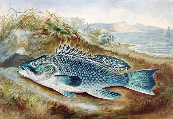 Fish Perch Vintage Art N9 Poster by Les Classics - Pixels