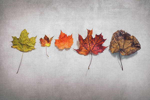 Autumn Poster featuring the photograph Five Autumn Leaves by Scott Norris