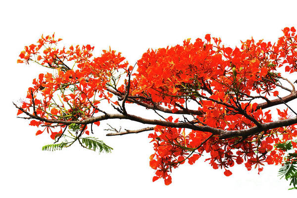 Royal Poinciana Poster featuring the photograph Flamboyant by Zaira Dzhaubaeva