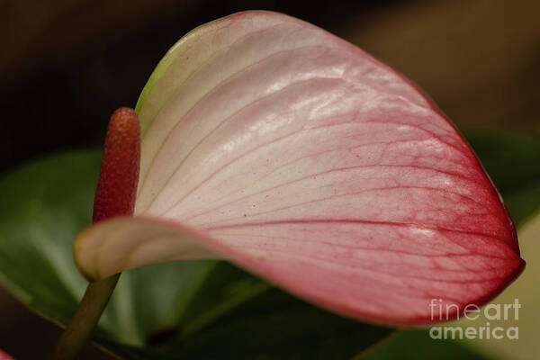 Anthurium Poster featuring the photograph Flamingo Flower by Eva Lechner