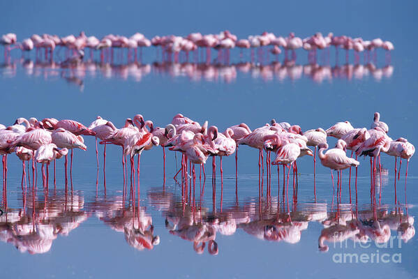 Bird Poster featuring the photograph Flamingo Reflection - Lake Nakuru by Sandra Bronstein
