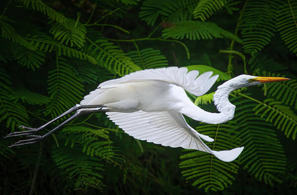 Great White Egret Poster featuring the photograph Flight of Grace by Mark Andrew Thomas