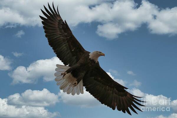 Eagle Poster featuring the photograph Flight by Veronica Batterson