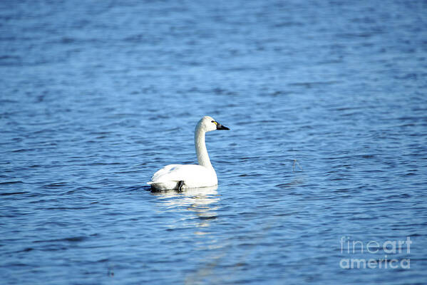 Denise Bruchman Photography Poster featuring the photograph Floating Tundra Swan by Denise Bruchman