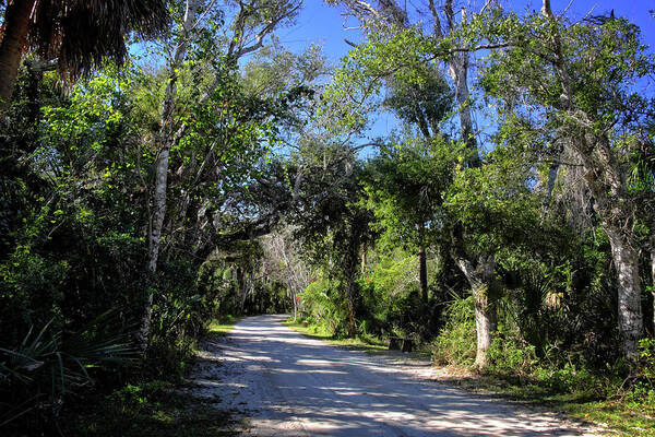 Path Poster featuring the photograph Florida Path by George Taylor