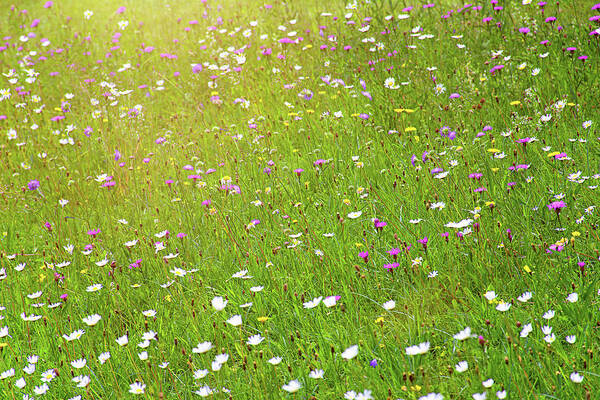 Idyllic Poster featuring the photograph Flower meadow in sunlight by Bernhard Schaffer