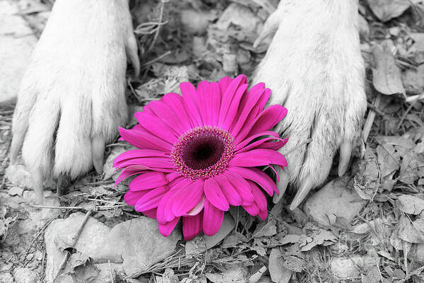 Dogs Poster featuring the photograph Flower PAWER-Pink by Renee Spade Photography