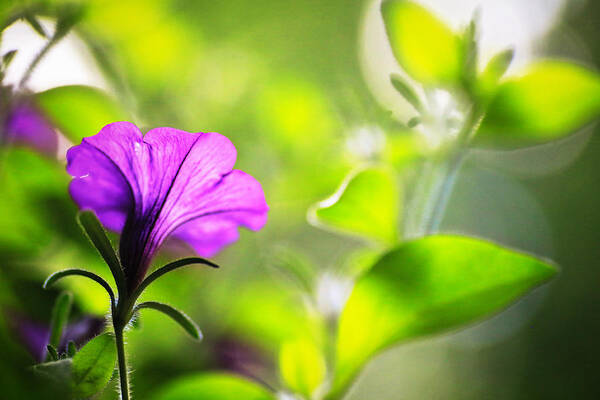Purple Poster featuring the photograph Flower Through Sunlight by Carol Jorgensen