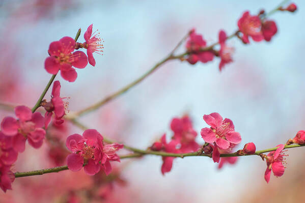 Jenny Rainbow Fine Art Photography Poster featuring the photograph Flowering Japanese Apricot by Jenny Rainbow