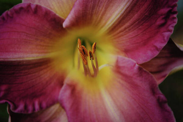 Lily Poster featuring the photograph Flowers of SoCal - Day Lily Flower Macro by Gaby Ethington