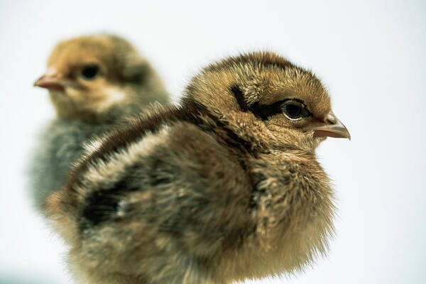 Chicks Poster featuring the photograph Fluffy Baby Chicks by Ada Weyland