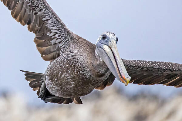  Poster featuring the photograph Flying Brown Pelican #2 by Carla Brennan