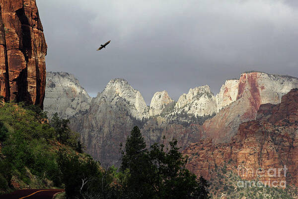Utah Poster featuring the photograph Flying Free Over Zion by Neala McCarten