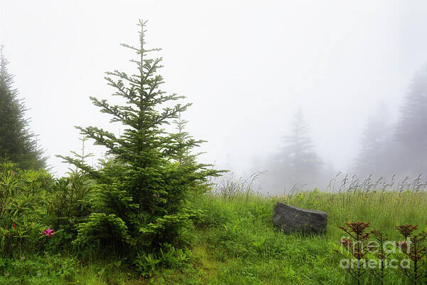 Fraser Fir Poster featuring the photograph Fog on the Mountain by Shelia Hunt