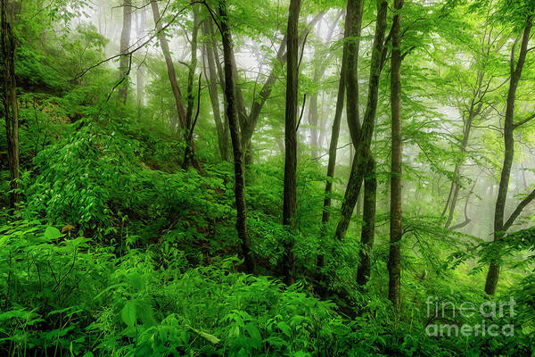 Blue Ridge; Blue Ridge Parkway; Parkway; Trees; Forest; Fog; Foggy; North Carolina; Nc; Western Nc; Mist Poster featuring the painting Foggy Morning in the Blue Ridges by Shelia Hunt