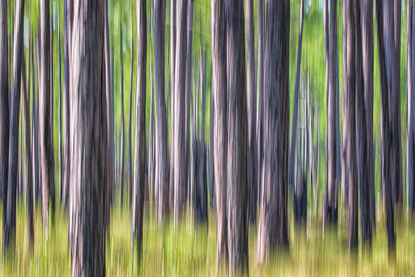 Abstract Poster featuring the photograph Forest Abstract - Pines of the Croatan National Forest by Bob Decker