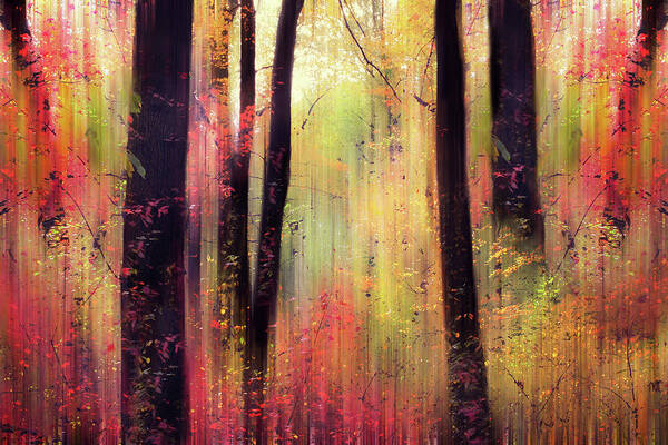 Forest Poster featuring the photograph Forest Frolic by Jessica Jenney