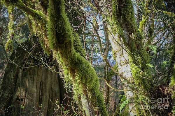 Forest Poster featuring the photograph Forest Rebirth by D Lee