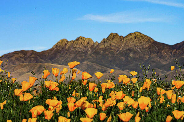 Four Peaks Poster featuring the photograph Four Peaks in Spring by Bonny Puckett