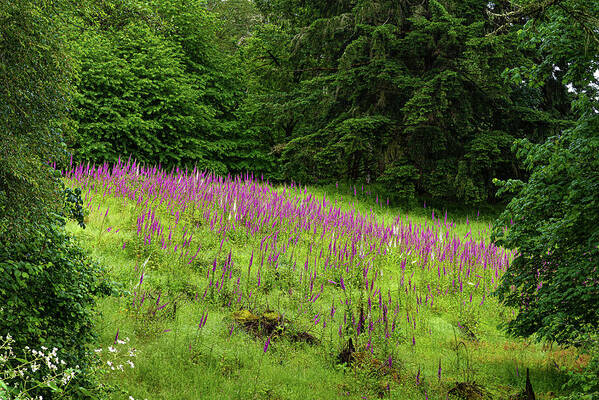 Foxgloves Poster featuring the photograph Foxgloves in the clearing by Ulrich Burkhalter