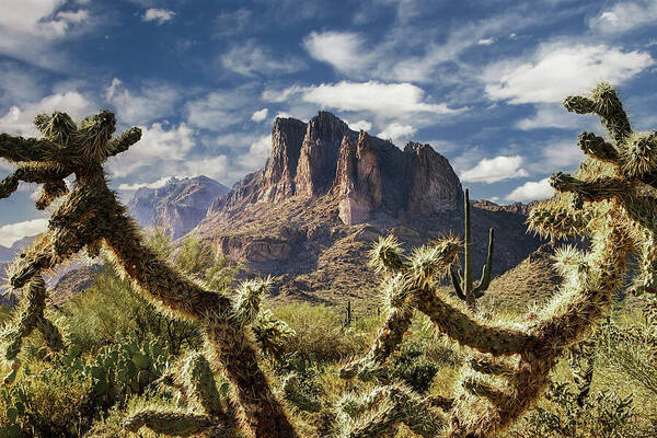 American Southwest Poster featuring the photograph Framed by Cholla by Rick Furmanek