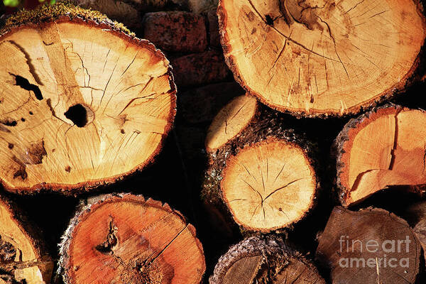 Log Poster featuring the photograph Freshly cut and stacked tree logs by Mendelex Photography