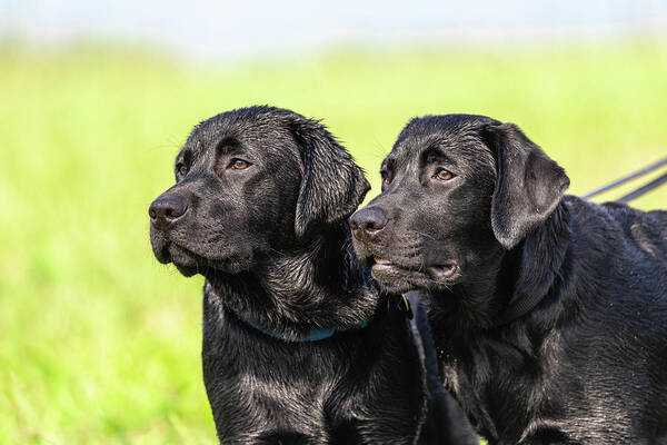 Labrador Retriever Poster featuring the photograph Friends for a Lifetime by Rachel Morrison