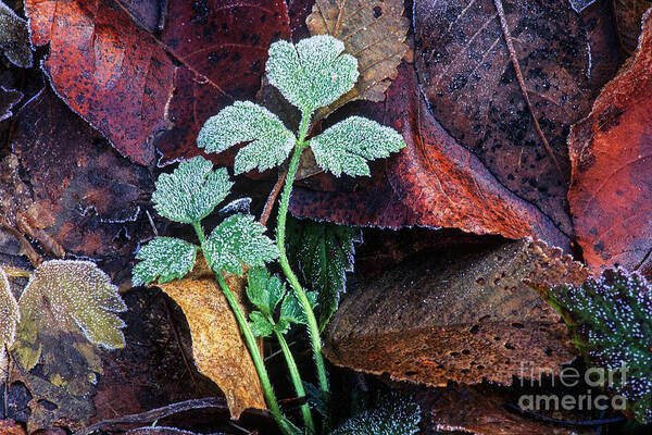  Leaves Poster featuring the photograph Frosted buttercup leaves by Michael Wheatley
