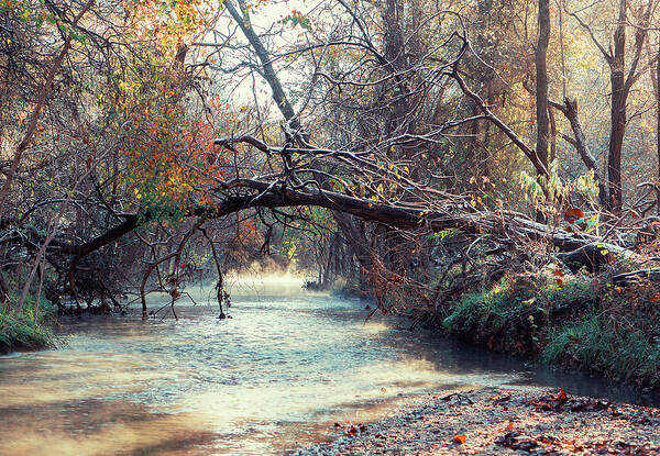 Creek Poster featuring the photograph Frosty Morning at Brushy Creek by Lisa Spencer