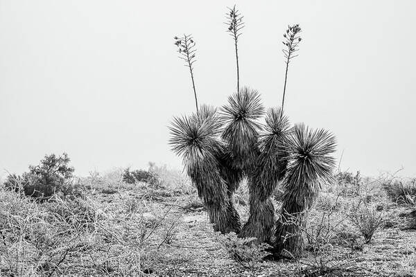 Orla Texas Yucca Ice Frozen Fog Black And White B&w Poster featuring the photograph Frozen Yucca by Peyton Vaughn