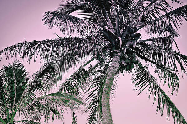 Skyward Palm Trees Poster featuring the photograph Fuchsia Palms_01 by Az Jackson