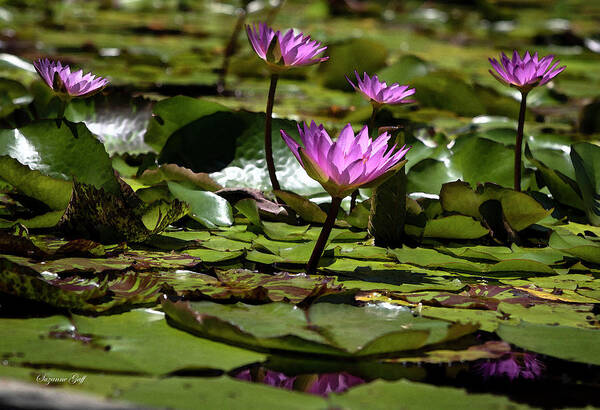 Photograph Poster featuring the photograph Fuchsia Water Lily Love in Watercolor by Suzanne Gaff
