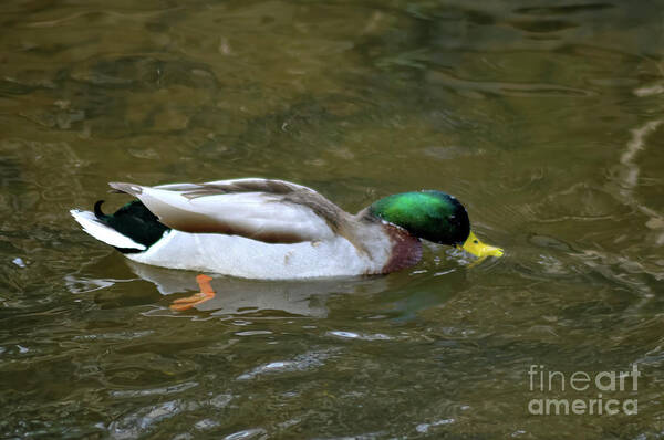 Mallard Duck Poster featuring the photograph Full colour of a male Mallard duck by Pics By Tony