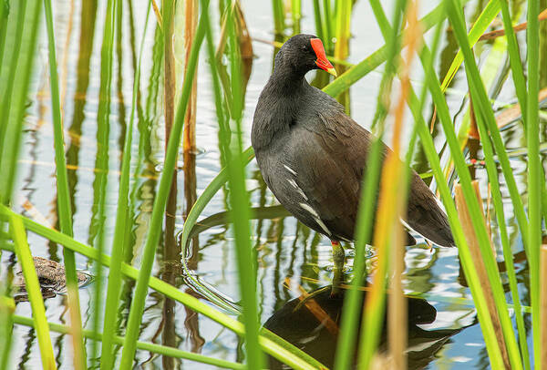 Gallinule Poster featuring the photograph Gallinule in the Reeds by Gordon Ripley